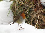 SX02671 Robin in snow [Erithacus Rubecula].jpg